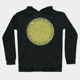 Diatom - Thalassiosira (scientific, color) Hoodie